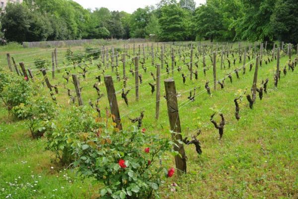 2千円と2万円のワインはなにが違うの？正しいボルドーワインの選び方