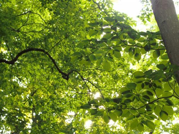 【もう水は買わない！】自然がおいしい！都内で人気の「わき水」スポットって？