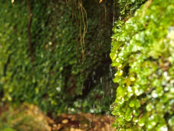 【もう水は買わない！】自然がおいしい！都内で人気の「わき水」スポットって？