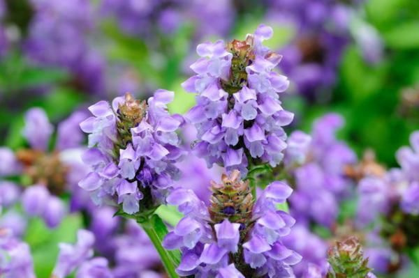 【運気高まる】冬至にまつわる縁起物とは【12月21〜26日】