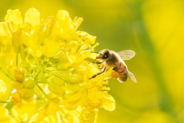 効果はボトックス以上!?海外セレブもハマるミツバチの毒素を使った美容ケア