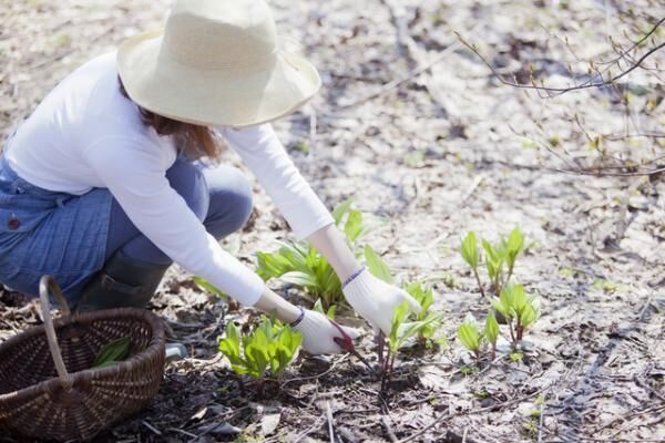 幸せのおまじない！トントンたたいていただく春の七草【1月6〜10日】