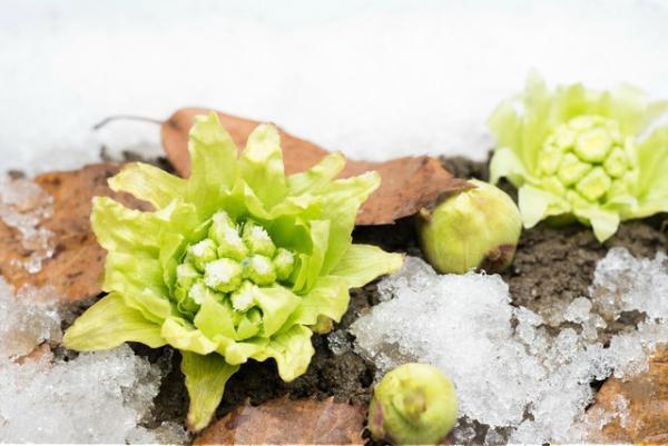 日常に癒しを見出す。雪の美しさを堪能するための話【1月21〜24日】