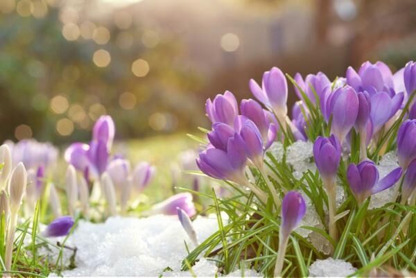 日常に癒しを見出す。雪の美しさを堪能するための話【1月21〜24日】