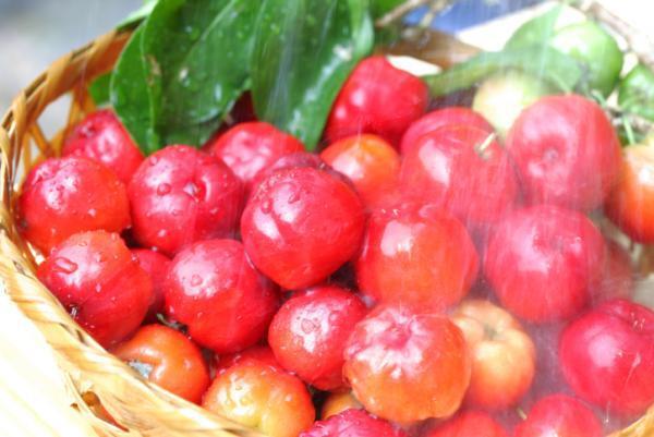 ハリウッドから火がついた！スーパーフード「レッドフルーツ」の魅力とは？