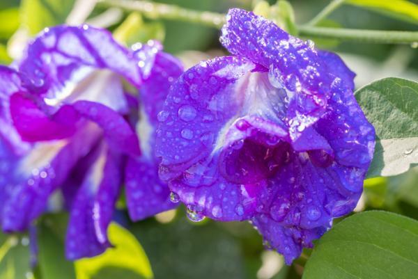 内側からサビない体に！アンチエイジング効果抜群のバタフライピーとは？