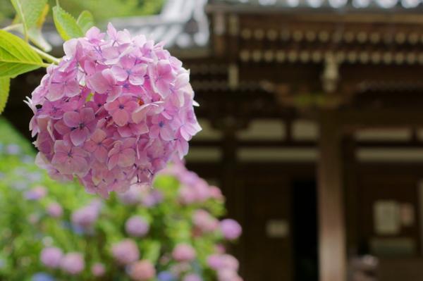 女性に大ブーム中！お寺や神社巡りが楽しくなる「御朱印集め」の魅力とは？