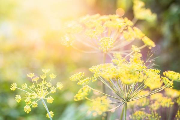 ダイエットや美白効果も？プロ直伝お悩み別「女性に嬉しいハーブティー」とは