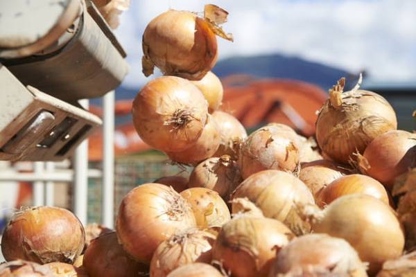 旬の新たまねぎで免疫力アップ！腸内環境を整える「イヌリン」レシピ♡