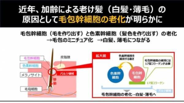 「老け髪」悩みに朗報！髪の老化予防の最新研究とWEB会議対策
