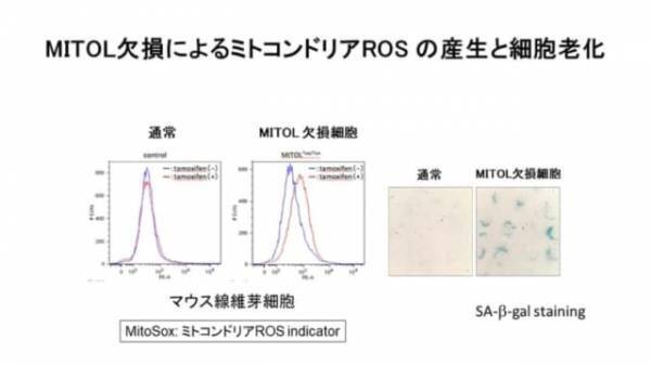 「老け髪」悩みに朗報！髪の老化予防の最新研究とWEB会議対策