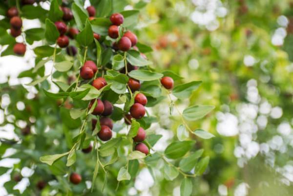 「なつめ」は女性にうれしいスーパーフルーツ！効果や実際に食べてみた感想は？