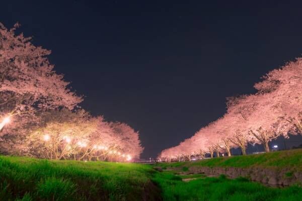 夜桜 を英語で言うと 19年3月27日 ウーマンエキサイト