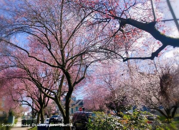 桜の花の咲く頃に 年3月11日 ウーマンエキサイト