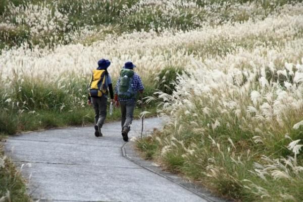 静岡県・東伊豆「秋のすすきイベント」が10月5日からスタート！いまだけの絶景を見に行こう