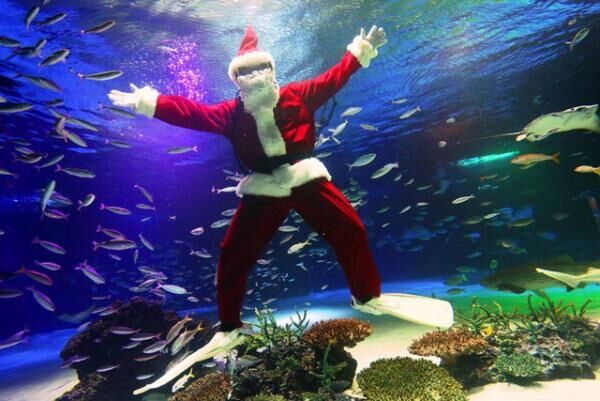 サンシャイン水族館でColorful CHRISTMAS開催！可愛すぎるイベントに注目！
