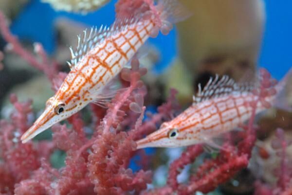 サンシャイン水族館でColorful CHRISTMAS開催！可愛すぎるイベントに注目！