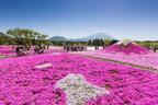 今年も最高の絶景に会える！「2017富士芝桜まつり」4月開催