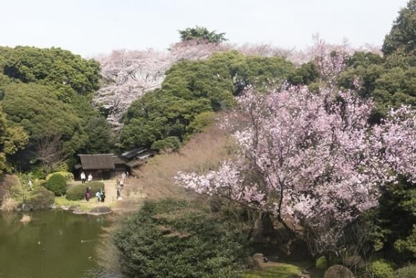 東京国立博物館で思いっきり春を満喫！「博物館でお花見を」開催