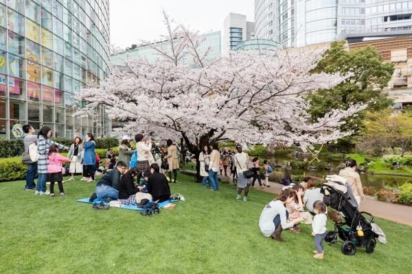 3月31日から六本木ヒルズ 春まつり17 開催 桜を愛で 五感でお花見を体験しよう 17年3月12日 ウーマンエキサイト 1 4