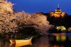 横浜・三溪園で「観桜の夕べ」が開催！桜と歴史的建造物の幻想的なライトアップは圧巻