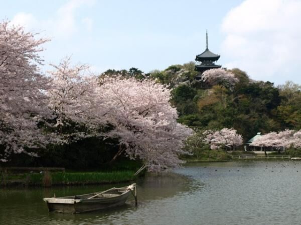 横浜・三溪園で「観桜の夕べ」が開催！桜と歴史的建造物の幻想的なライトアップは圧巻
