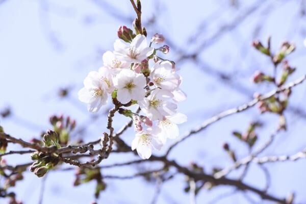 満開の夜桜と江戸の粋を全身で堪能！八芳園で桜花爛漫祭「YATAI」が3月29日から開催