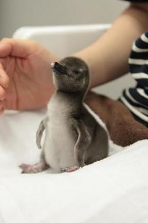 ペンギンの赤ちゃんの誕生を祝おう！  「Happy Penguins」がすみだ水族館で開催
