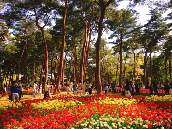 海外からも注目される絶景！国営ひたち海浜公園のネモフィラは今が見頃