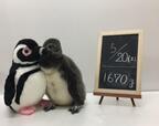 赤ちゃんペンギンのプールデビューを応援しよう！すみだ水族館で「すみだペンギンウィーク」開催