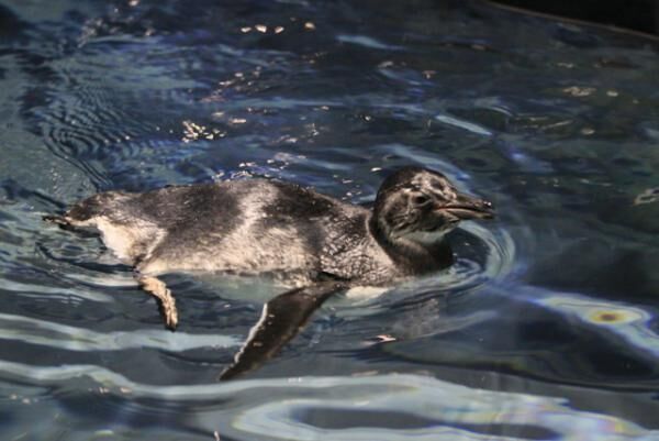 赤ちゃんペンギンのプールデビューを応援しよう！すみだ水族館で「すみだペンギンウィーク」開催