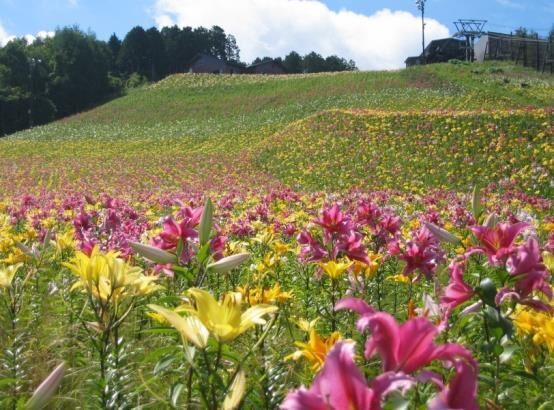 400万輪のゆりが咲き乱れる日本最大級の『ゆり博』、ハンターマウンテンゆりパークにて開催！