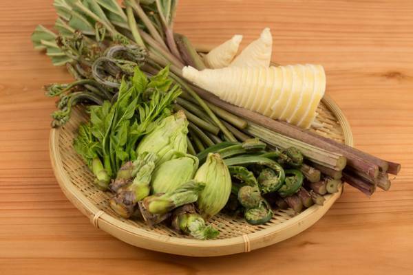 春の味覚！山菜の隠れたパワーとは