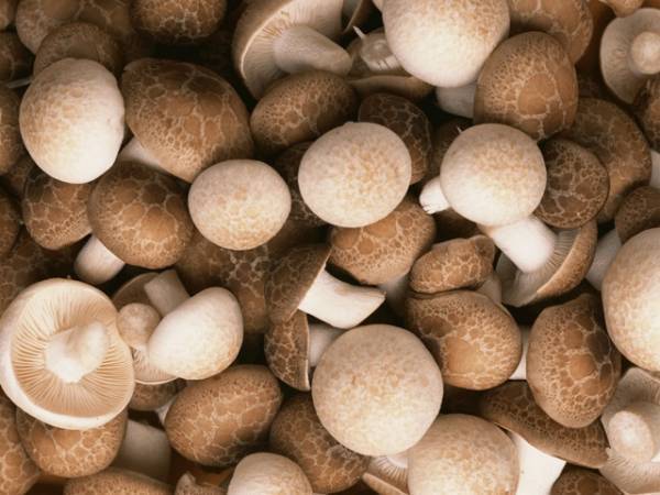 食べるだけでダイエットと美容に◎きのこのうれしい効果５つ