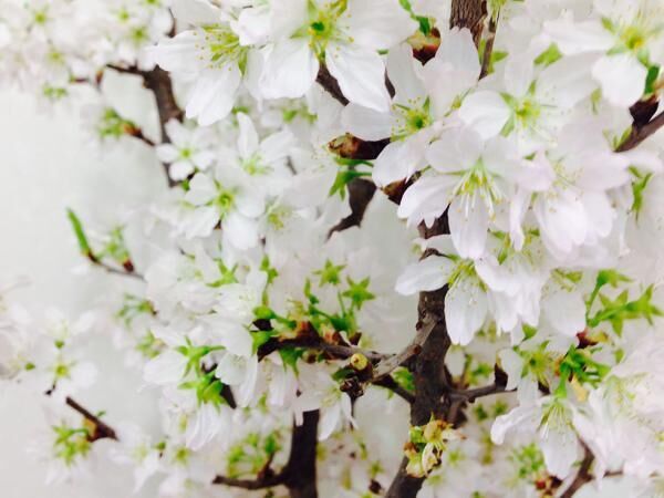 桜アートネイルが春にはピッタリ！人気のサクラ柄のピンク×ホワイトで爪先を華やかに