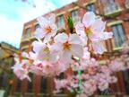 指先から春を感じる。桜の季節にオススメな桜ネイルデザインのポイントを解説