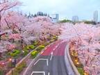 もうすぐ待ちに待った桜の季節。一足お先に指先に桜を咲かせましょう