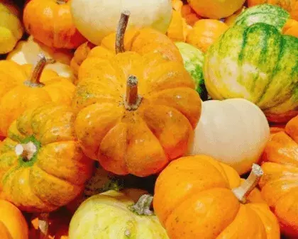 ペポかぼちゃの種に含まれる栄養とは？