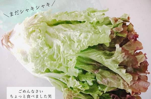 【セリア】人気の「野菜フレッシュキーパー」で鮮度の長持ちを検証！