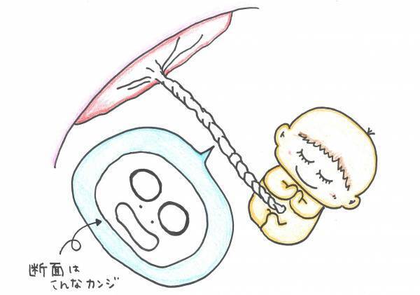 意外と知らない！？ 「へその緒」ってどんな働きをするの？
