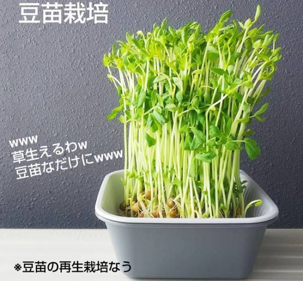 【セリア】超便利！スクエア型ザル＆バットの意外な使い方とは？