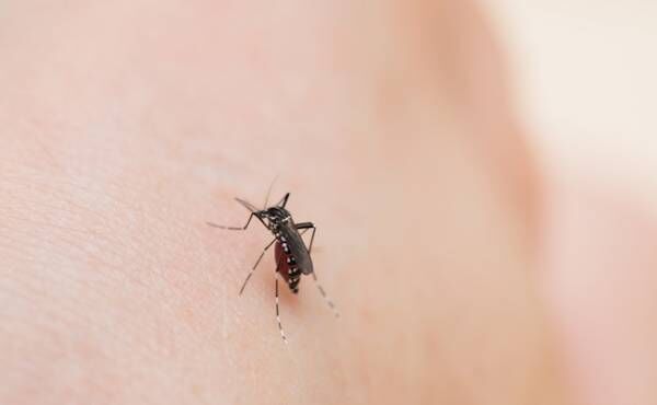 虫刺されの予防と対処法のイメージ