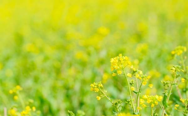 愛らしくてかわいい♡人気漢字No.1「菜」がつく女の子の名前6選