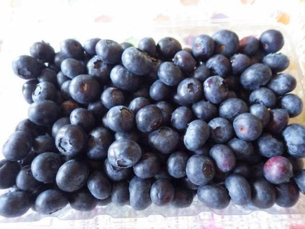 おやつやデザートに！コストコのオーガニックブルーベリーが買い♡