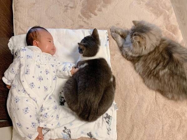 え 腕枕してる 生後9カ月の赤ちゃんと見守り猫たちが超絶かわいい 19年11月11日 ウーマンエキサイト 1 2
