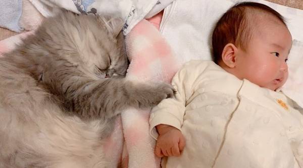 え、腕枕してる♡ 生後9カ月の赤ちゃんと見守り猫たちが超絶かわいい！