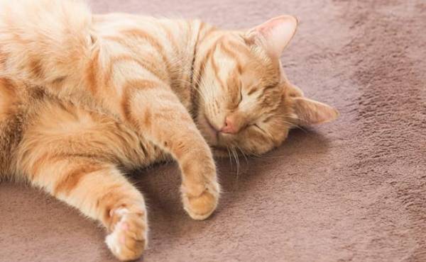 感染の恐れ！？妊娠中、猫のいるお宅に行っても大丈夫？【助産師に相談】