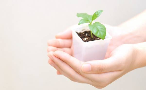 もらっておけばよかった…！ 誕生記念樹のプレゼント【ママの体験談】