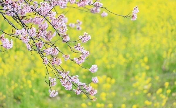 桜と菜の花