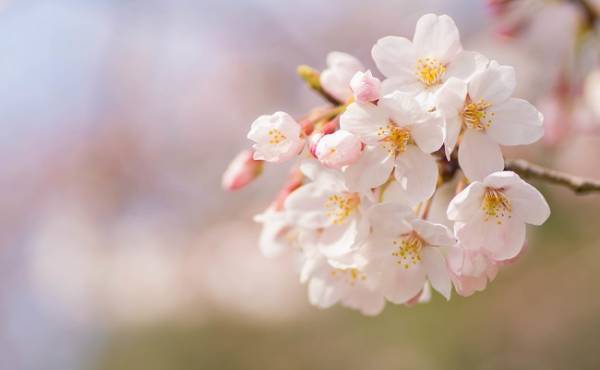 「はると」が1位！人気の「はる」がつく名前＜男の子／女の子＞